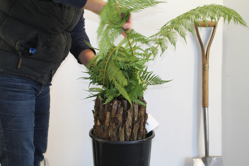 Tree Fern Wrapping, Dicksonia Winter Protection