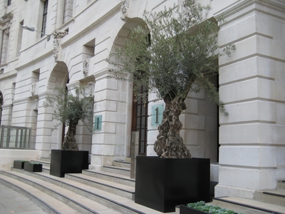 Ancient olives in Finsbury Circus, London (click to view)