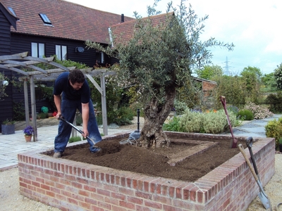 Ancient olive under planted with lavender (click to view)