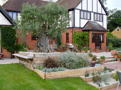 Ancient olive, oak tiered beds and seating (click to view)