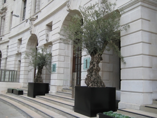 Ancient olives in Finsbury Circus, London (click to view)