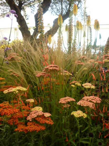 RHS Wisley Flower Show 2014