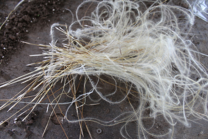 Stipa barbata a most beautiful and unusual ornamental grass