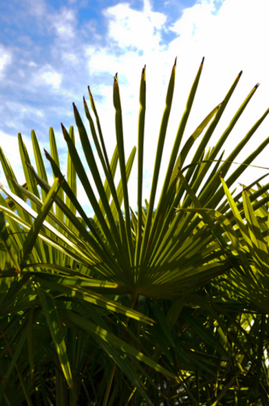 Trachycarpus fortunei (Windmill palm)