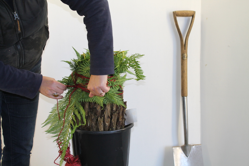 Tree Fern Wrapping, Dicksonia Winter Protection