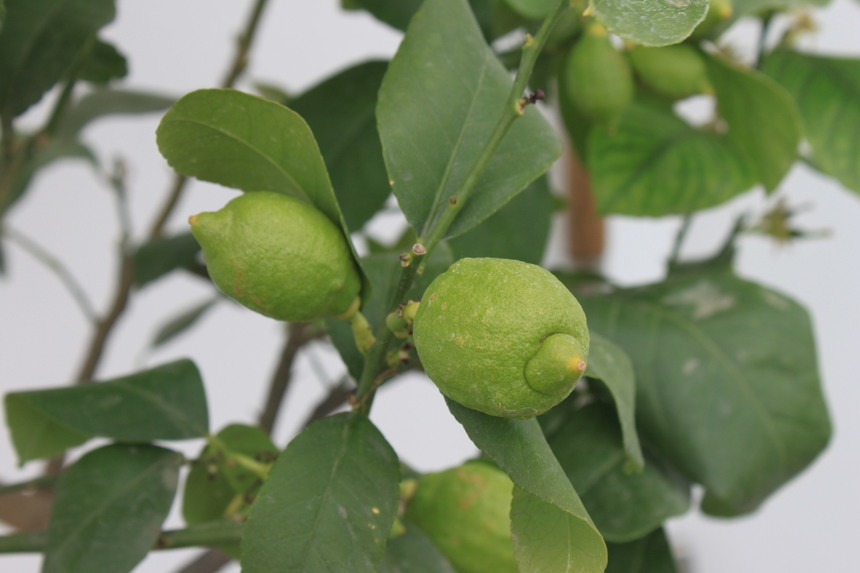 Growing Citrus Trees in the UK