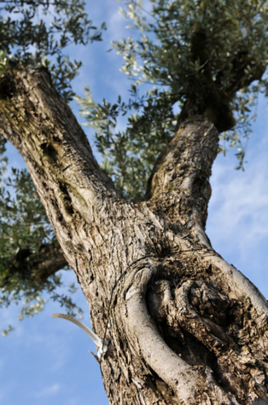 Olea europaea (Olive tree care)