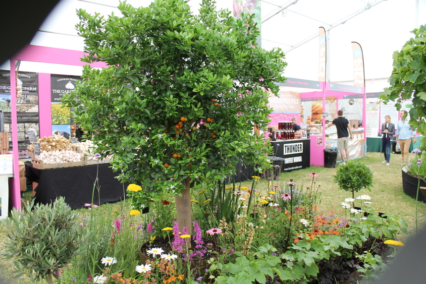 Another gold at RHS Hampton Court AND 'Best Exhibit' in the floral marquee!
