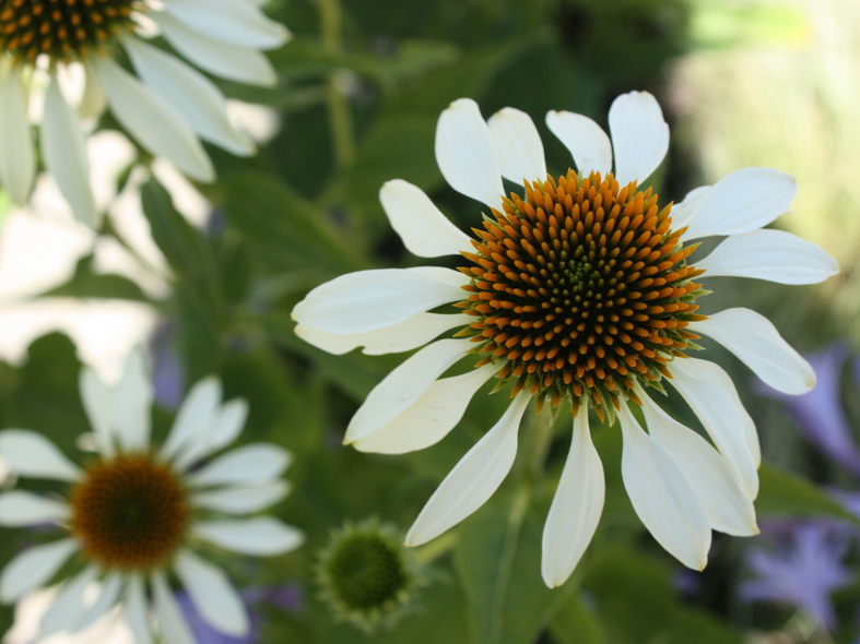 RHS Hyde Hall Flower Show 3 - 5 Aug 2012