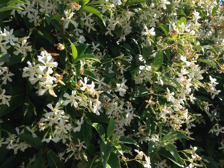 Trachelopsermum jasminoides in the Italian Alps