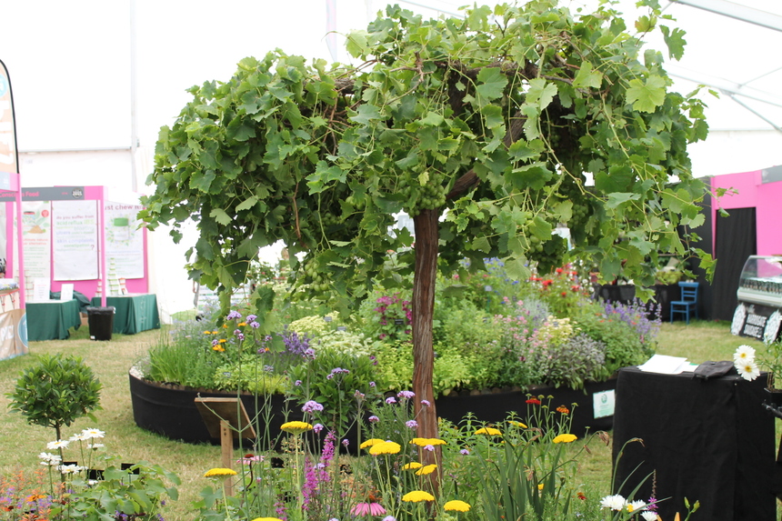 Another gold at RHS Hampton Court AND 'Best Exhibit' in the floral marquee!