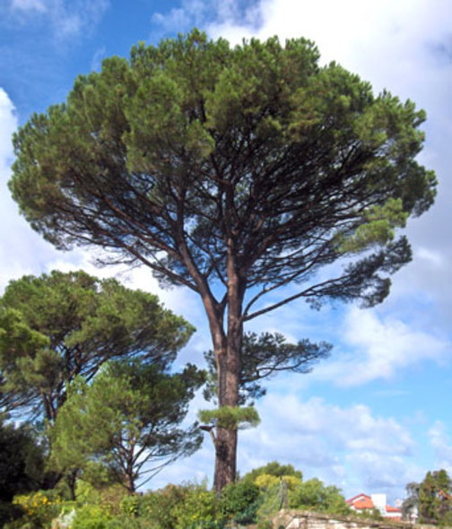 Beautiful Pinus pinea