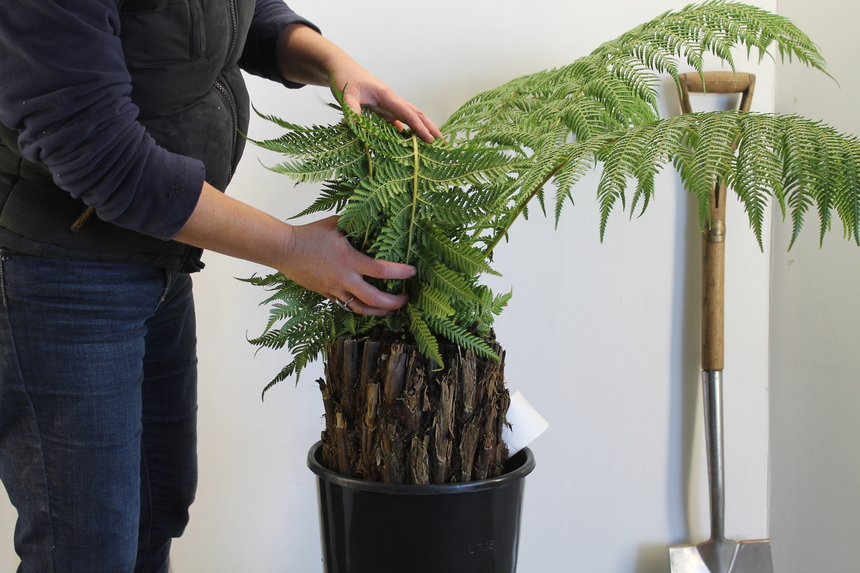 Tree Fern Wrapping, Dicksonia Winter Protection