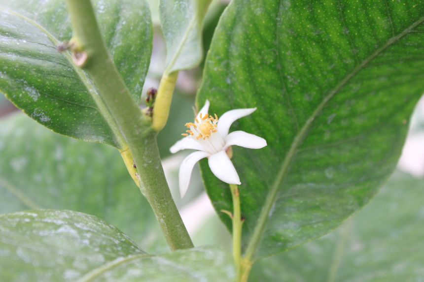 Growing Citrus Trees in the UK