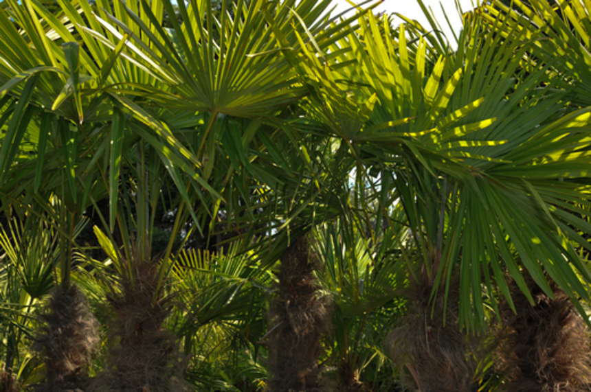 Trachycarpus fortunei (Windmill palm)