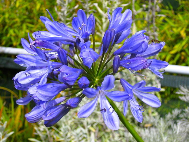 Todd's Botanics add more RHS shows for 2013