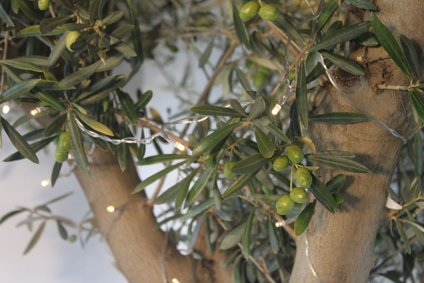 Light up your Olive Trees