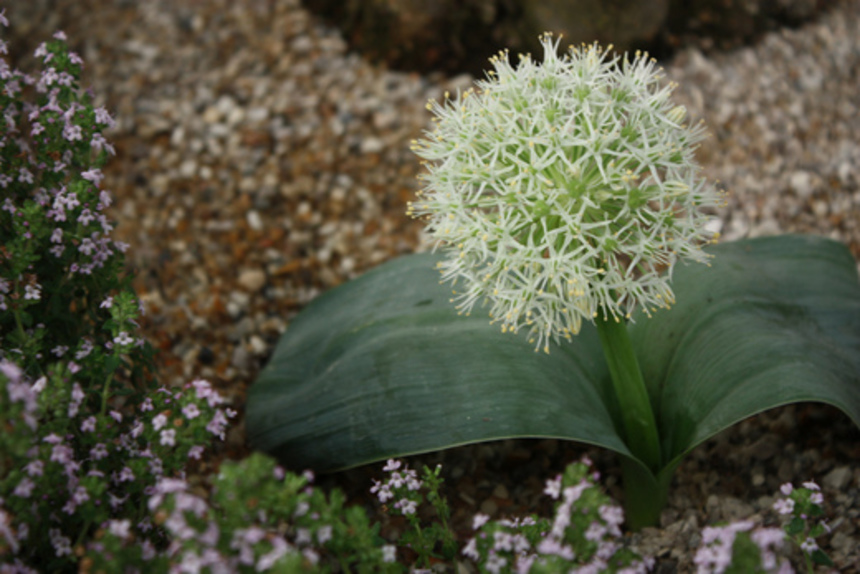 Silver-gilt at the Chelsea Flower Show 