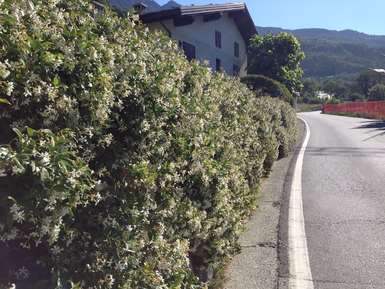 Trachelopsermum jasminoides in the Italian Alps