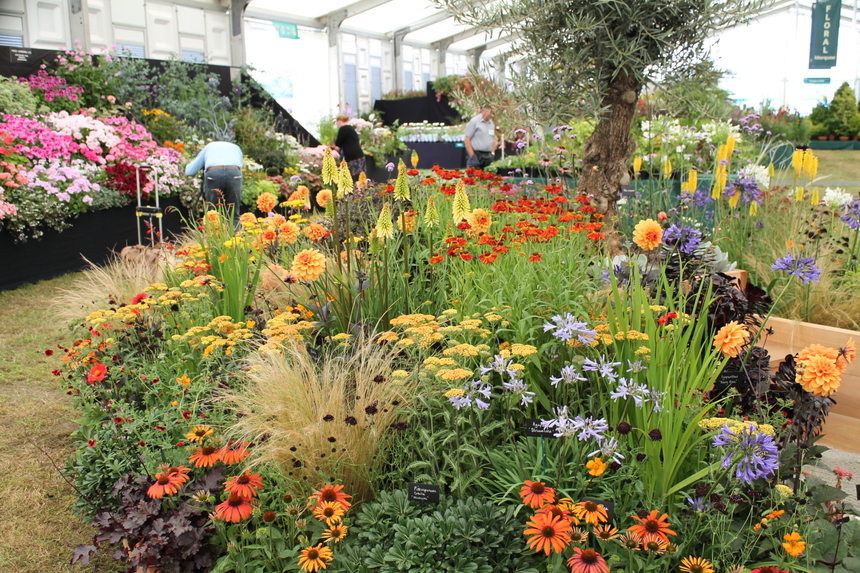 Another gold at RHS Hampton Court AND 'Best Exhibit' in the floral marquee!