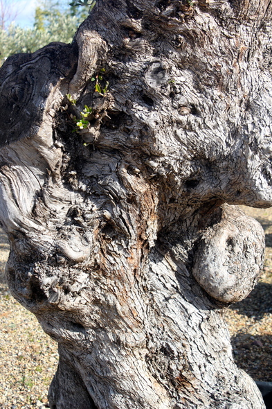 Planting ancient olive trees in the nursery.