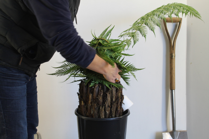 Tree Fern Wrapping, Dicksonia Winter Protection