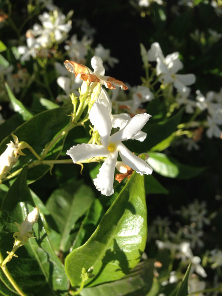 Trachelopsermum jasminoides in the Italian Alps