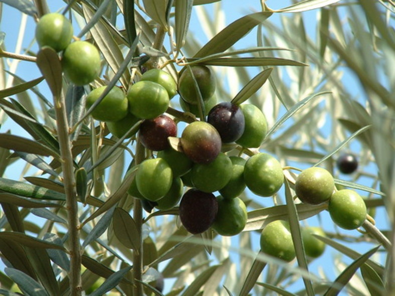 Olea europaea (Olive tree care)