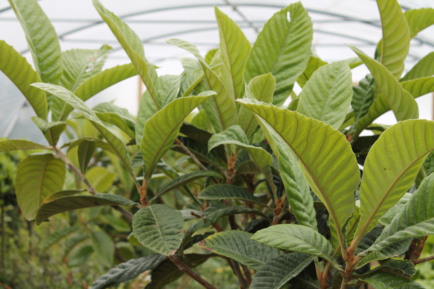 The beauty of the Loquat Tree (Eriobotryia japonica)