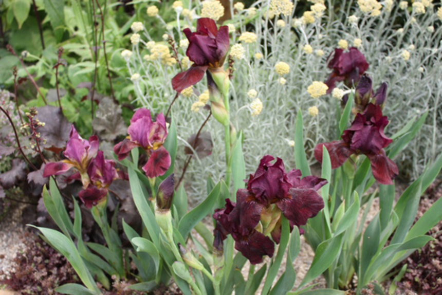 Silver-gilt at the Chelsea Flower Show 