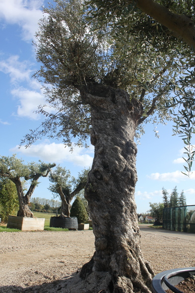 Planting ancient olive trees in the nursery.