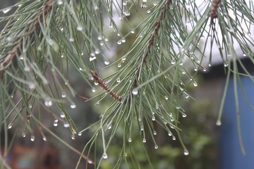 Beautiful Pinus pinea