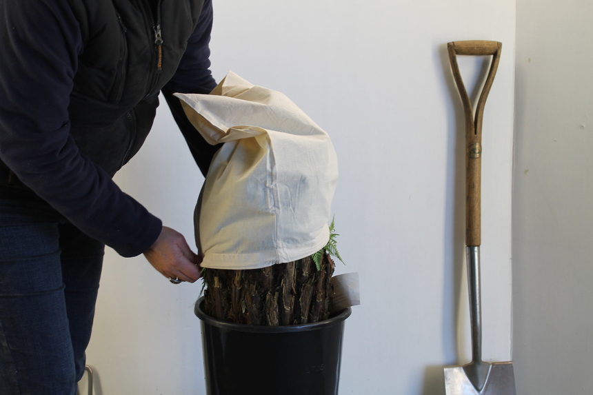 Tree Fern Wrapping, Dicksonia Winter Protection