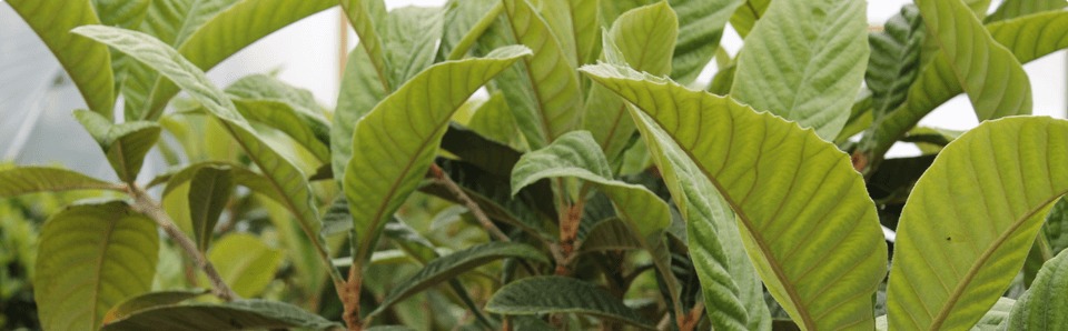 The beauty of the Loquat Tree (Eriobotryia japonica)