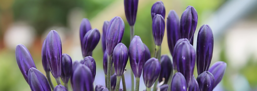 Agapanthus production