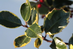 Holly trees, not just for Christmas