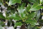 Holly trees, not just for Christmas