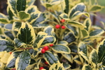 Holly trees, not just for Christmas