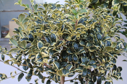 Holly trees, not just for Christmas