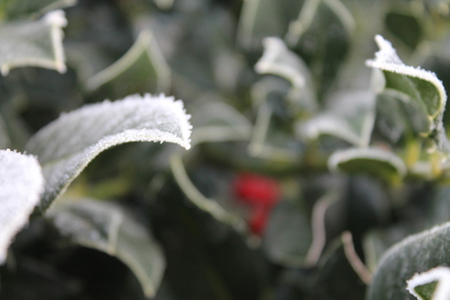 Nearly time for the winter Holly Trees