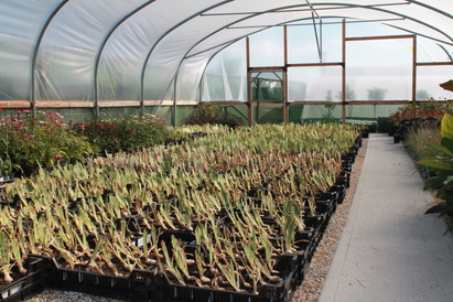 Iris propagation in full swing