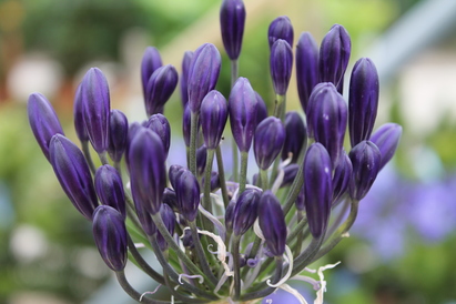 Agapanthus production