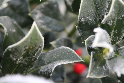 Nearly time for the winter Holly Trees