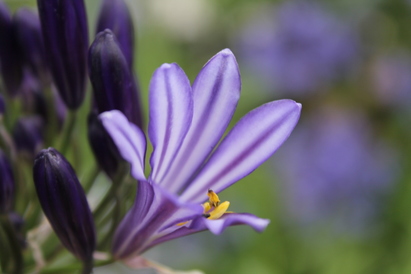 Agapanthus production