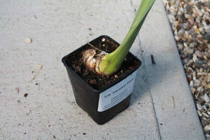 Iris propagation in full swing