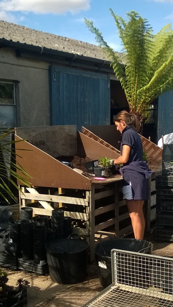 Preparing plants for next year's shows