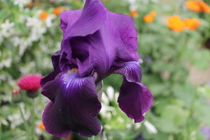 Iris propagation in full swing